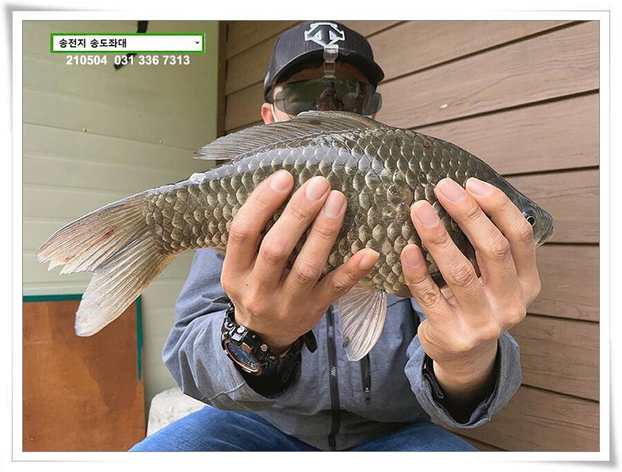 배수에도 4짜송전지 송도좌대 조황 (유료터정보 - 유료터점주조황)