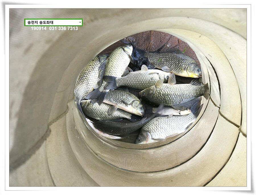 가을 덩어리 낚기 (유료터정보 - 유료터점주조황)