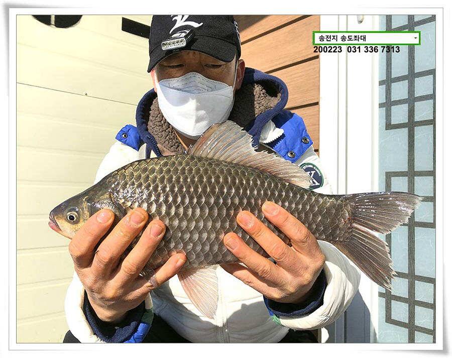 송전지 송도좌대 조황 (유료터정보 - 유료터점주조황)