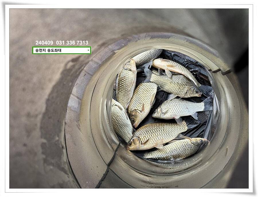 4짜 외 기타등등 (유료터정보 - 유료터점주조황)