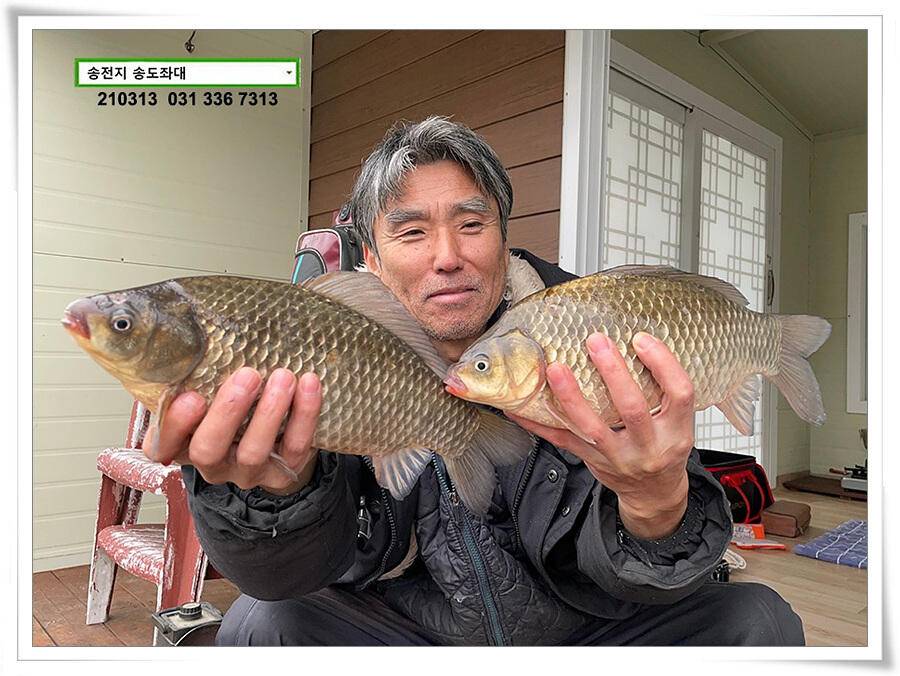 봄 붕어 제오시는 송전지 송도좌대 조황 (유료터정보 - 유료터점주조황)