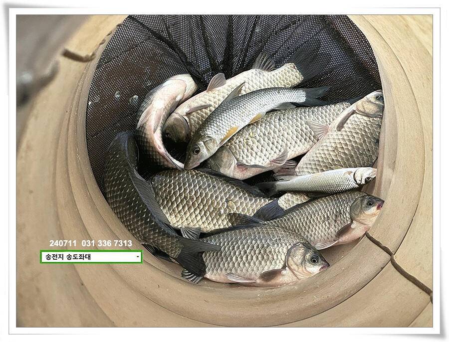 오랜만에 볕 받아내기 (유료터정보 - 유료터점주조황)