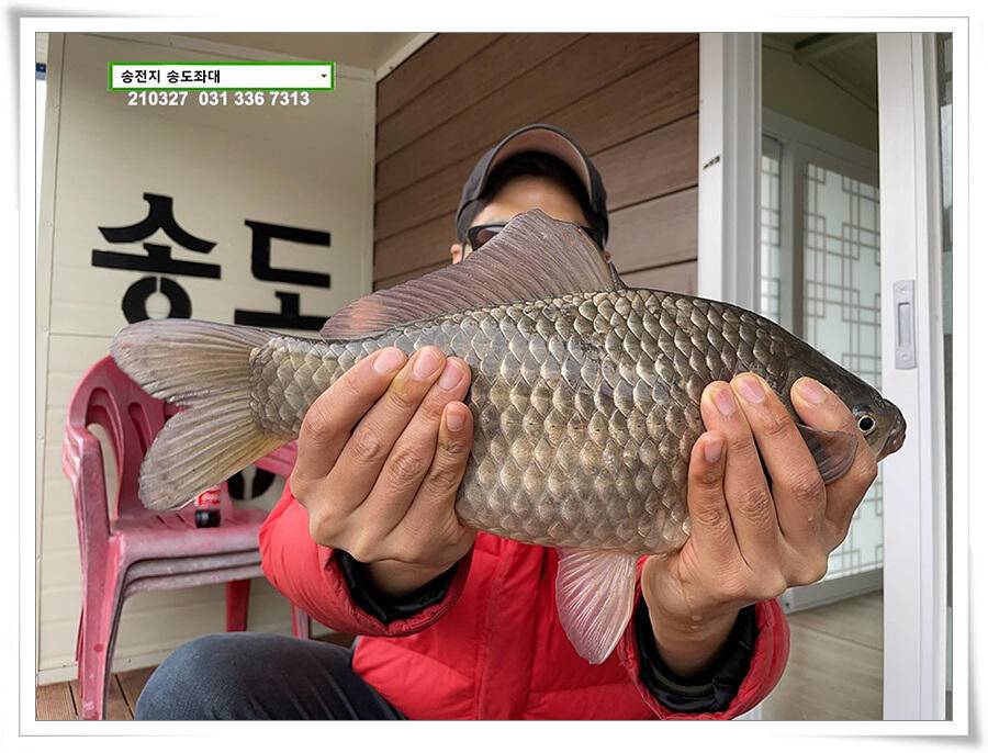 바람과 구름과 4짜 송전지 송도집 좌대 조황 (유료터정보 - 유료터점주조황)