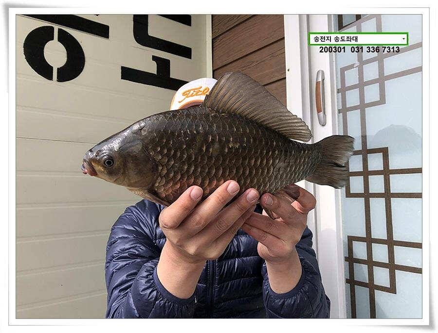 연이은 덩어리 송전지 송도좌대 조황 (유료터정보 - 유료터점주조황)