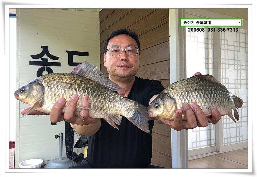 송전지 송전낚시터 송도집 좌대 조황 (유료터정보 - 유료터점주조황)