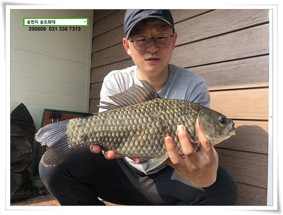 송전지 송도좌대 조황 (유료터정보 - 유료터점주조황)
