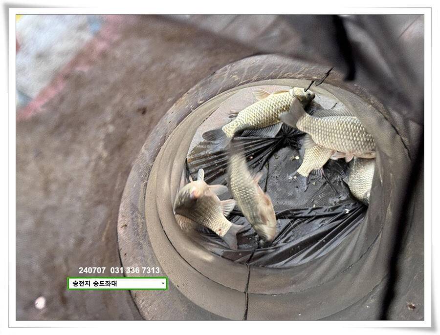 강풍에 허리급 (유료터정보 - 유료터점주조황)
