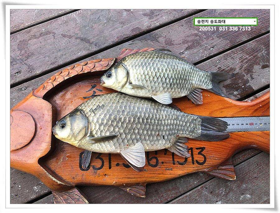 2차 직딩의 난송전지 송도좌대 조황 (유료터정보 - 유료터점주조황)