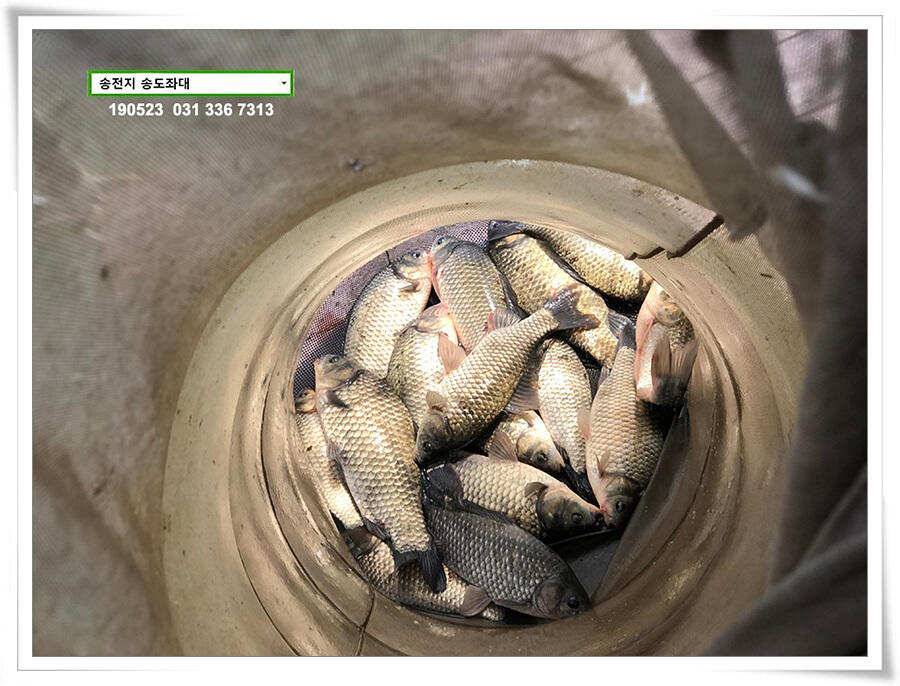 송도좌대 조황 (유료터정보 - 유료터점주조황)