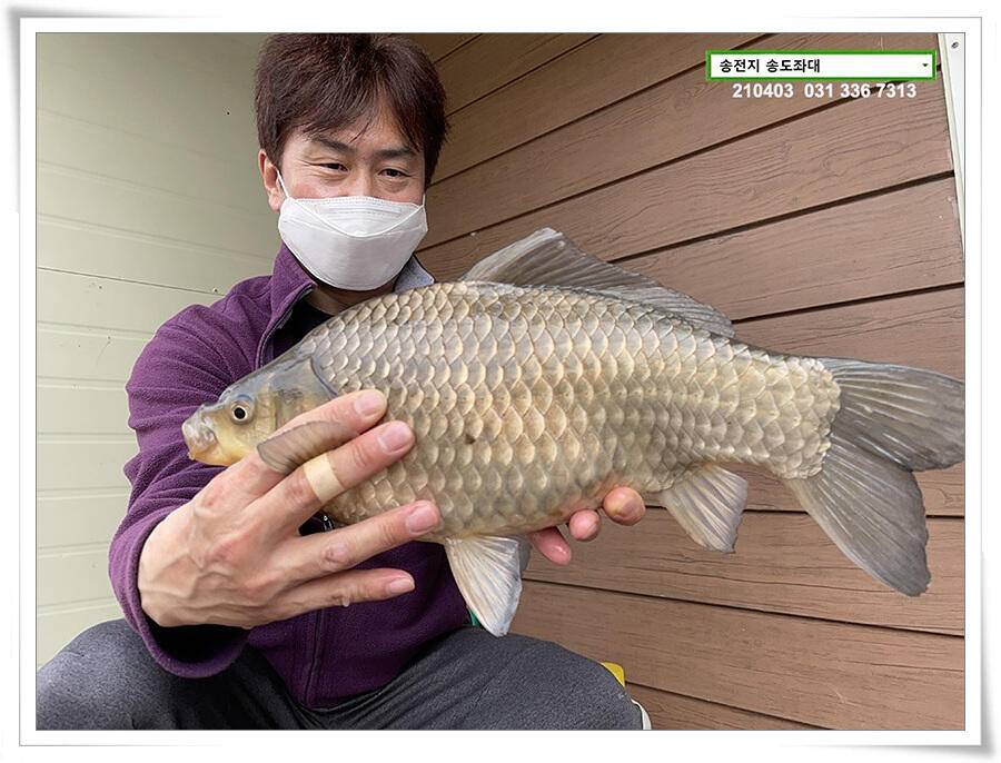 매일 그대와 송전지 송전낚시터 송도좌대 조황 (유료터정보 - 유료터점주조황)