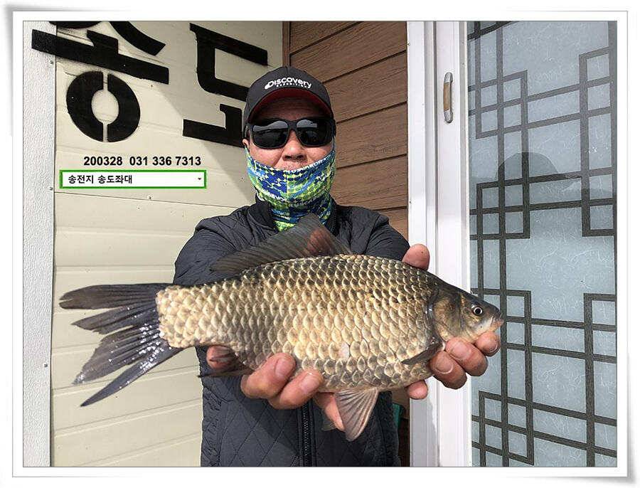 덩어리 혹은 마릿수 송전지 송도집 좌대 조황 (유료터정보 - 유료터점주조황)