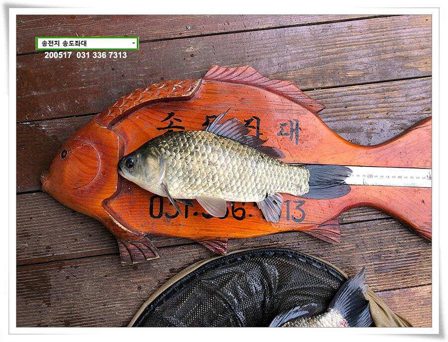 송전지 송도집 좌대 조황 (유료터정보 - 유료터점주조황)