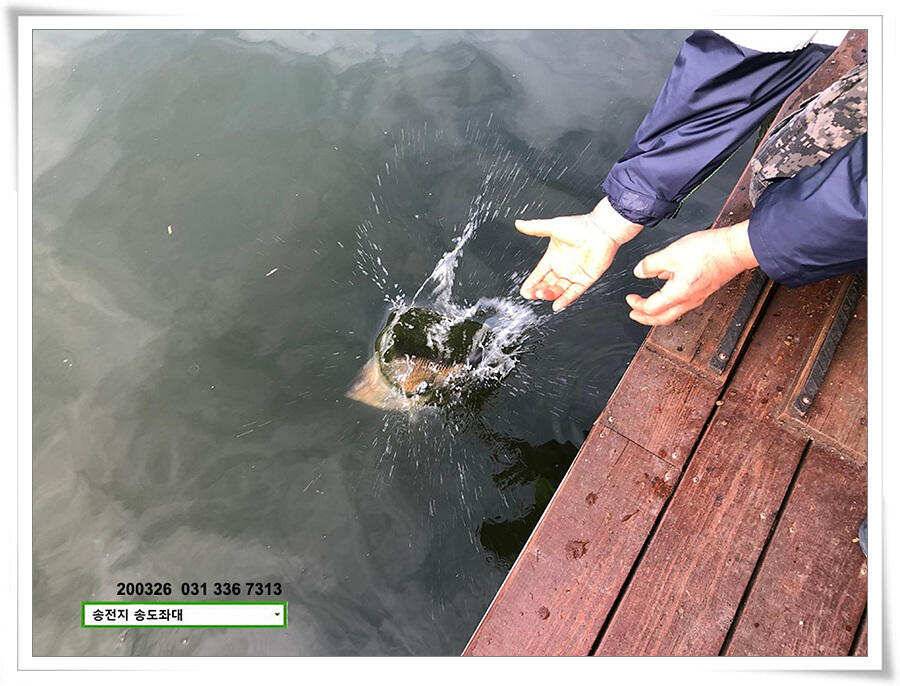 산란 송전지 송도좌대 조황 (유료터정보 - 유료터점주조황)