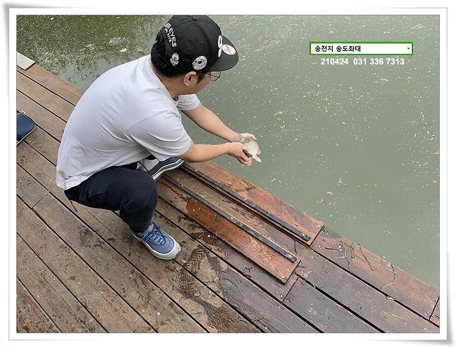 4짜 떡붕어 허리급 마릿수송전지 송도집 좌대 조황 (유료터정보 - 유료터점주조황)