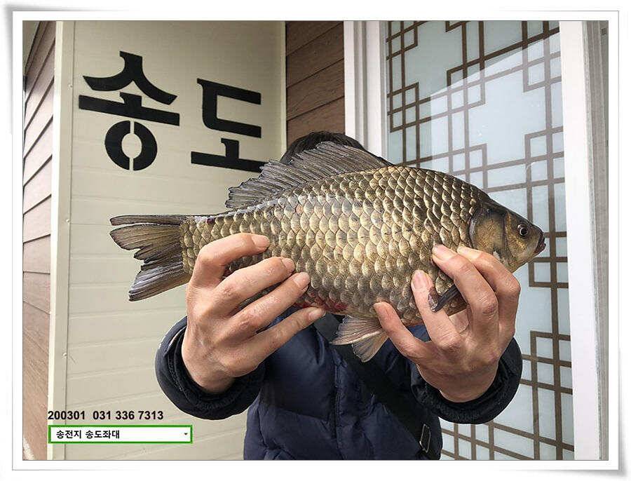 연이은 덩어리 송전지 송도좌대 조황 (유료터정보 - 유료터점주조황)