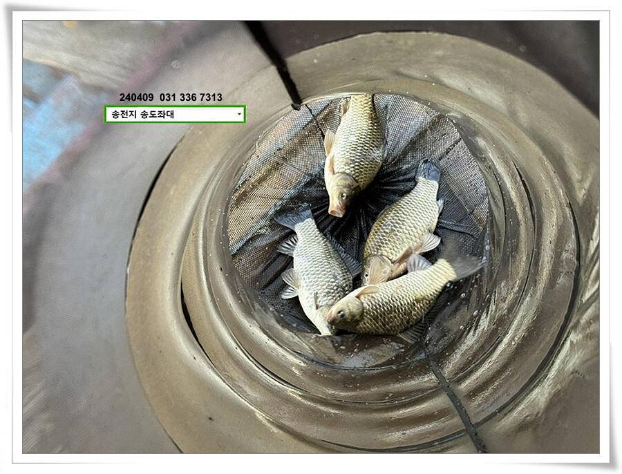 4짜 혹은 마릿수 (유료터정보 - 유료터점주조황)