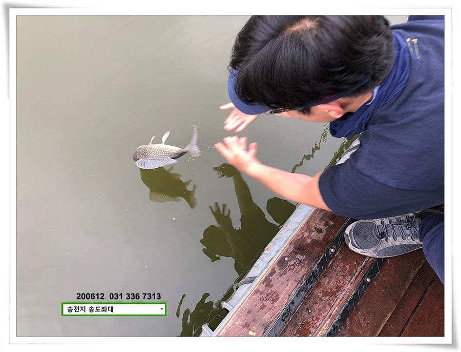 갈수기 전 4짜 송전지 송도집 좌대 조황 (유료터정보 - 유료터점주조황)