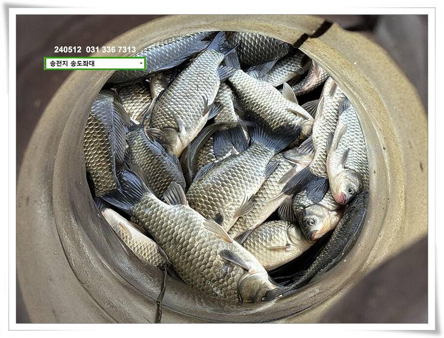 휴일 조황 (유료터정보 - 유료터점주조황)