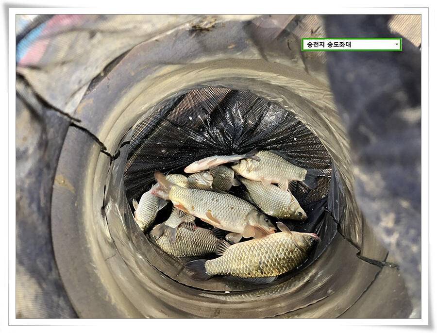 연휴기간 송전지 송도좌대 송전낚시터 조황 (유료터정보 - 유료터점주조황)