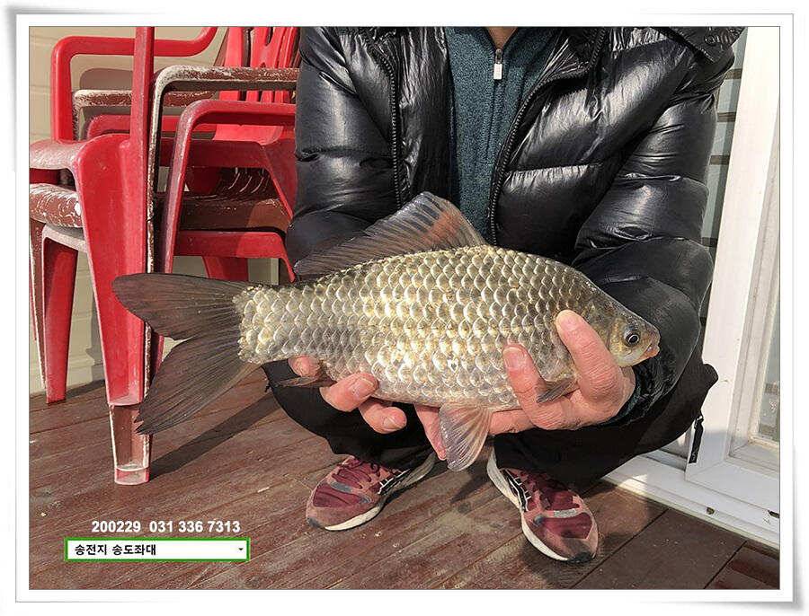4짜 참전하는 송전지 송도좌대 조황 (유료터정보 - 유료터점주조황)