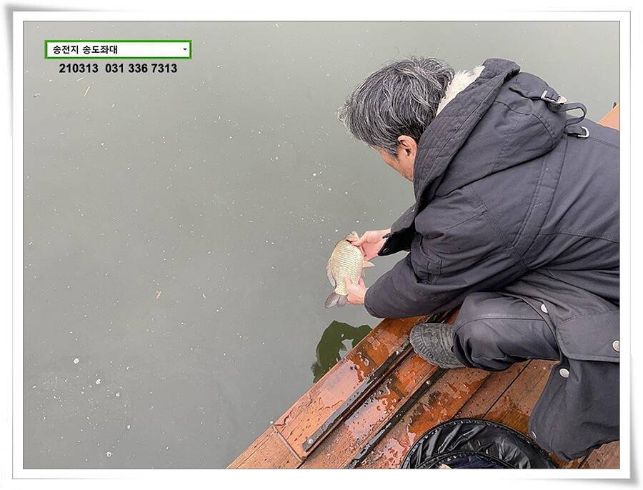 봄 붕어 제오시는 송전지 송도좌대 조황 (유료터정보 - 유료터점주조황)