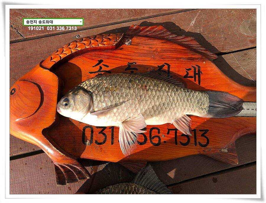 송전지 송전낚시터 송도좌대 조황 (유료터정보 - 유료터점주조황)