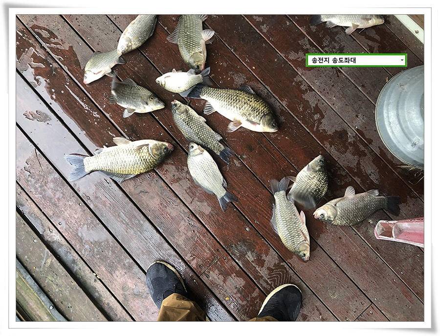 연휴기간 송전지 송도좌대 송전낚시터 조황 (유료터정보 - 유료터점주조황)