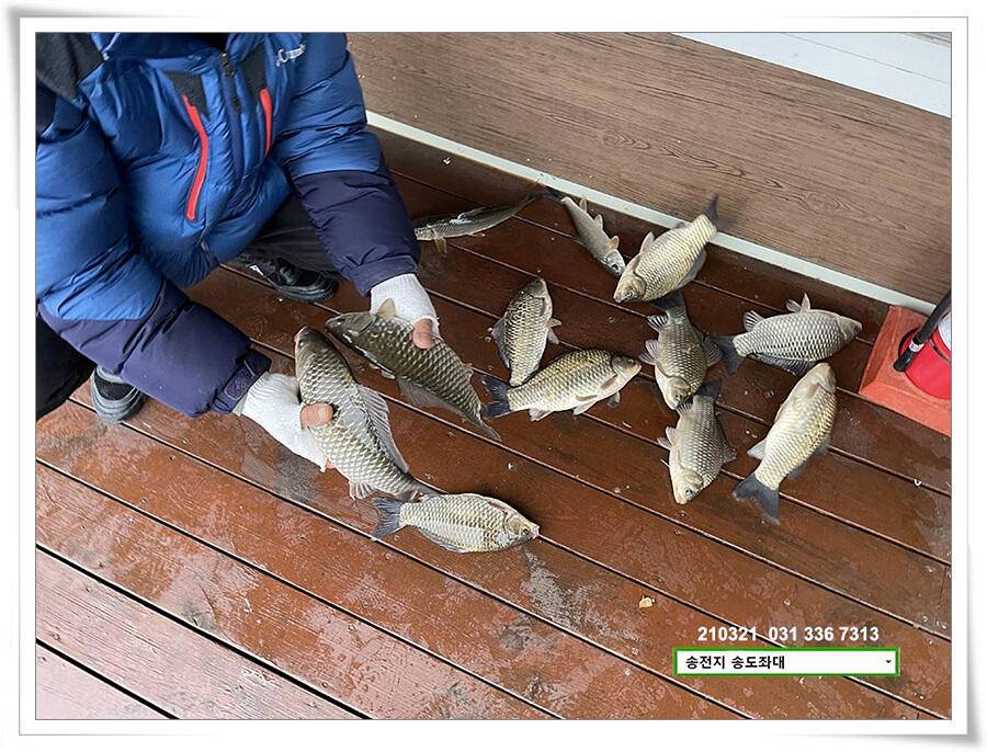 4짜 혹은 마릿수 송전지 송도좌대 조황 (유료터정보 - 유료터점주조황)