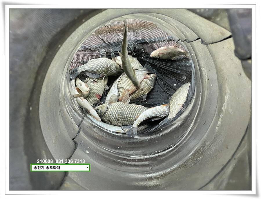 송전지 송전낚시터 송도좌대 조황 (유료터정보 - 유료터점주조황)