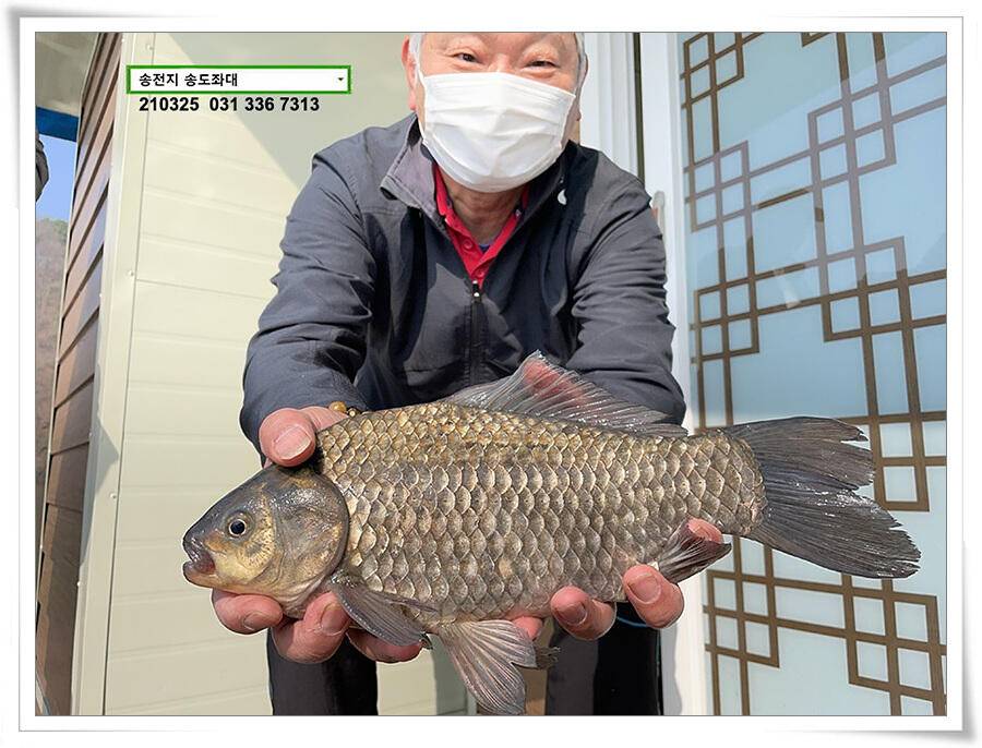 4짜붕어 용인송전지 송도좌대 조황 (유료터정보 - 유료터점주조황)
