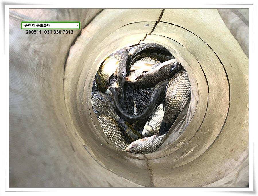 송전지 송전낚시터 송도집 좌대 조황 (유료터정보 - 유료터점주조황)