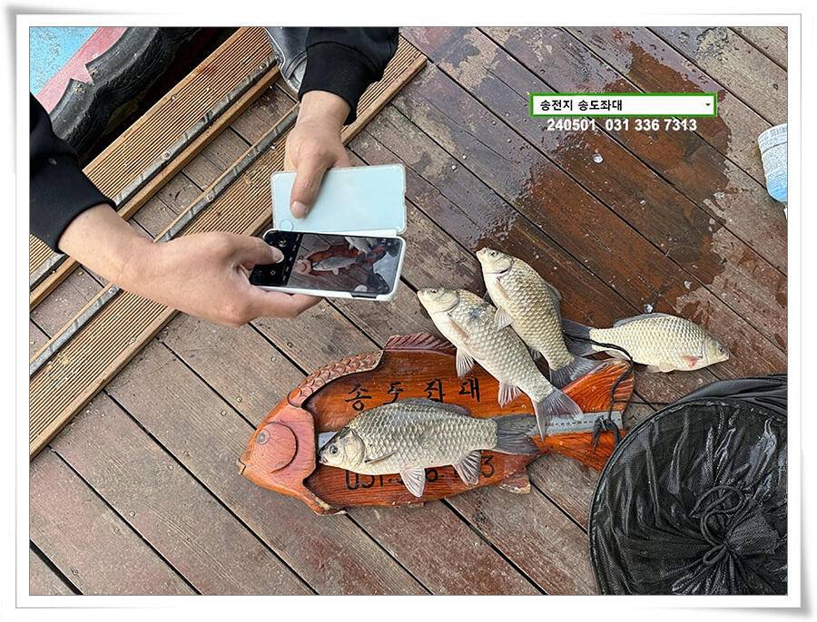 계절의 여왕 5월 첫 덩어리 (유료터정보 - 유료터점주조황)