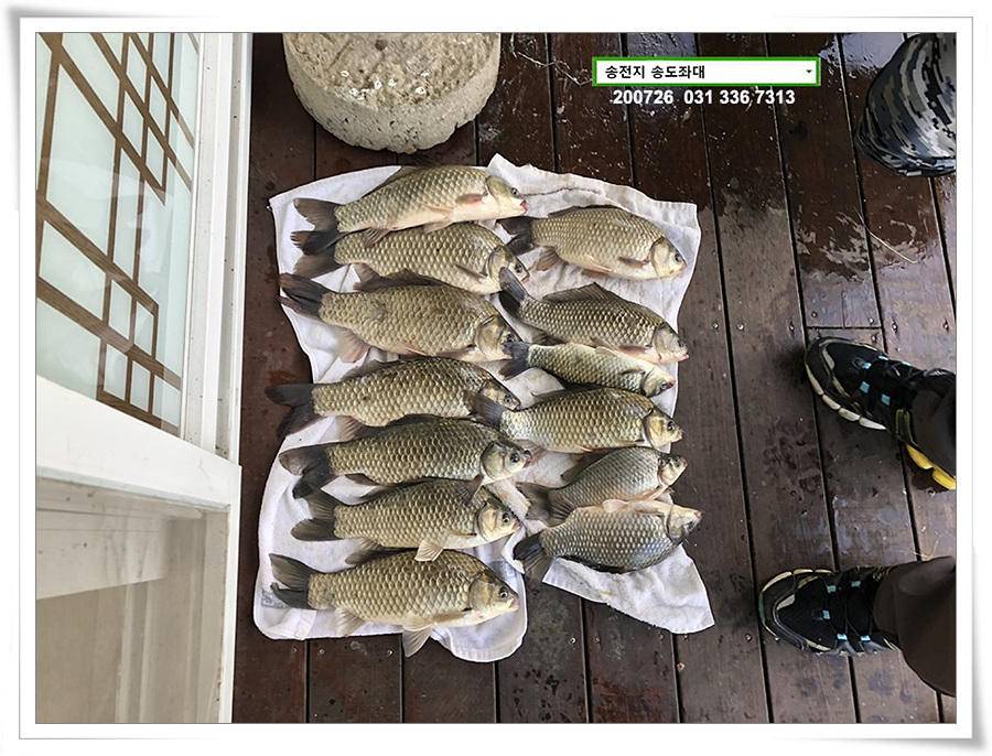 오름장에 덩어리 낚기 송전지 송도좌대 조황 (유료터정보 - 유료터점주조황)