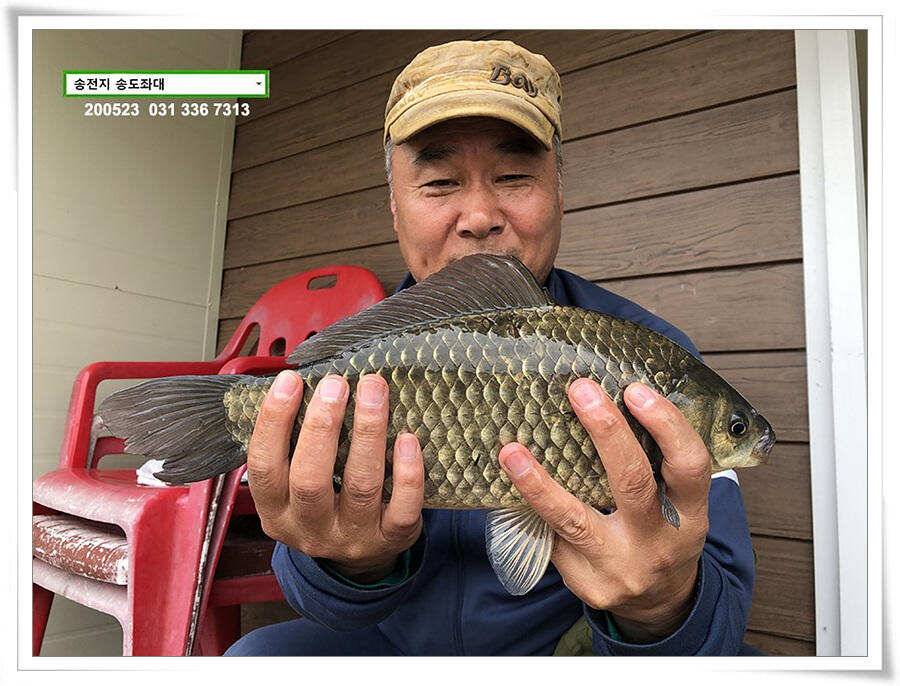 늦바람 난 송전지 조황 (유료터정보 - 유료터점주조황)