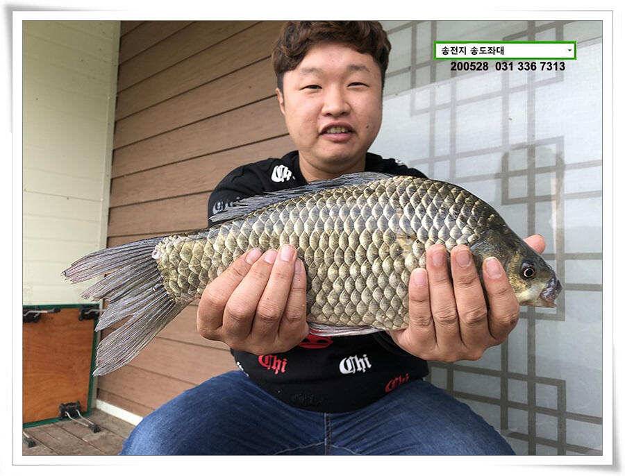 4짜 혹은 이십4짜송전지 송도좌대 조황 (유료터정보 - 유료터점주조황)
