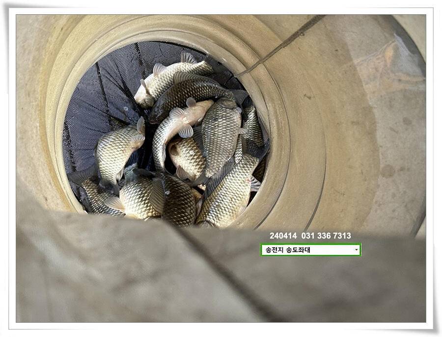 꾸준한 마릿수 (유료터정보 - 유료터점주조황)
