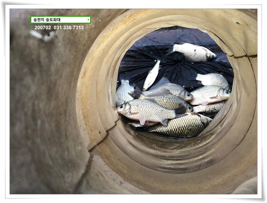 미약한 오름 송전지 송도좌대 조황 (유료터정보 - 유료터점주조황)
