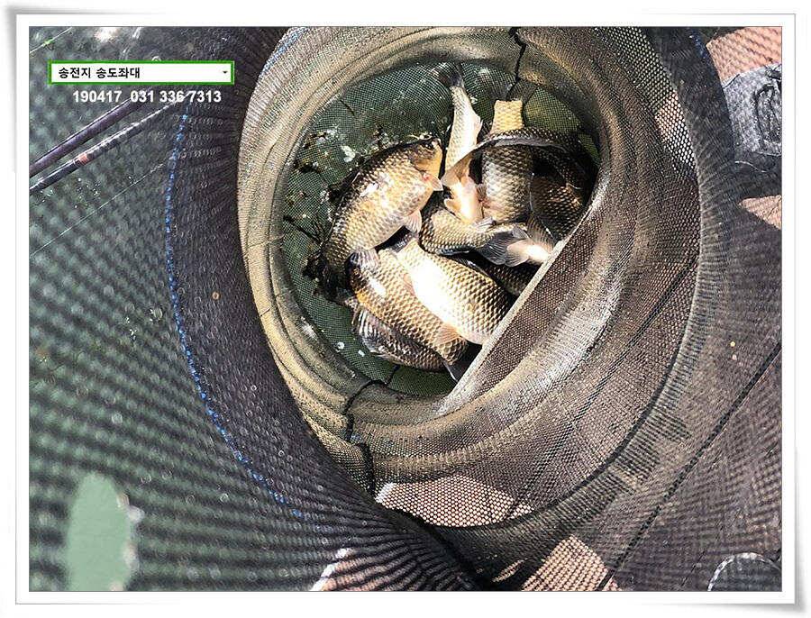 송전낚시터 송도좌대 조황 (유료터정보 - 유료터점주조황)