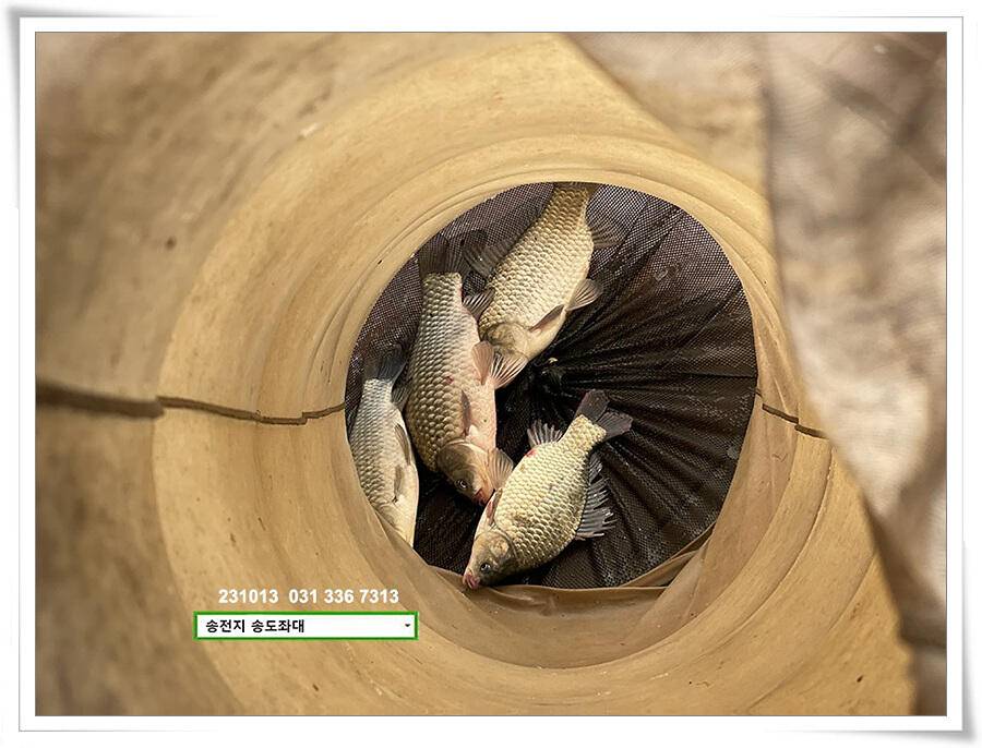 대물의 재림 (유료터정보 - 유료터점주조황)