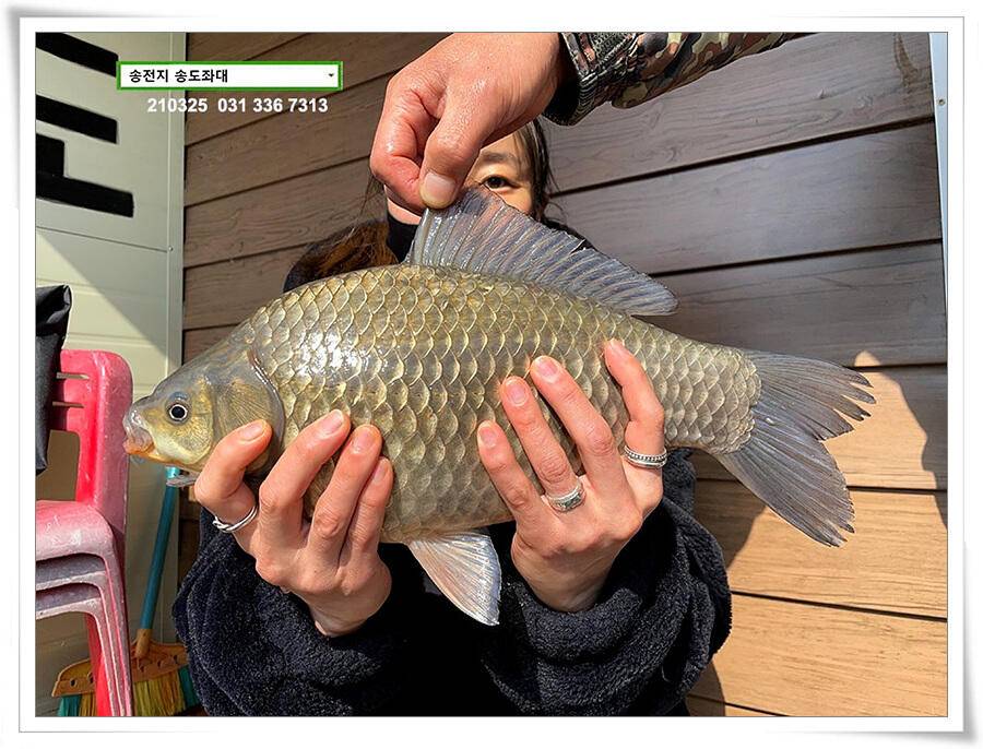 4짜붕어 용인송전지 송도좌대 조황 (유료터정보 - 유료터점주조황)
