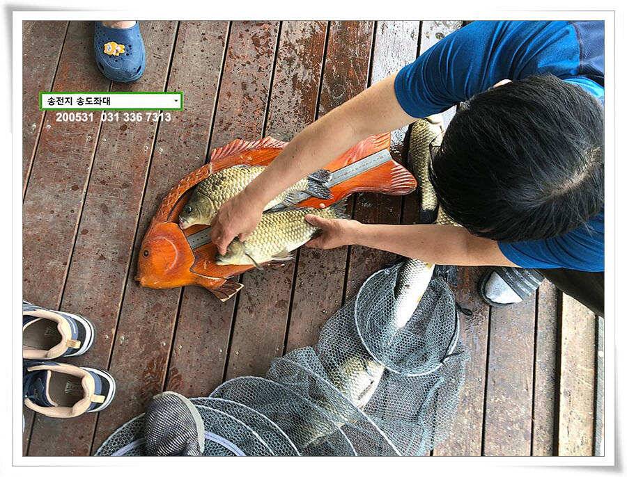 2차 직딩의 난송전지 송도좌대 조황 (유료터정보 - 유료터점주조황)