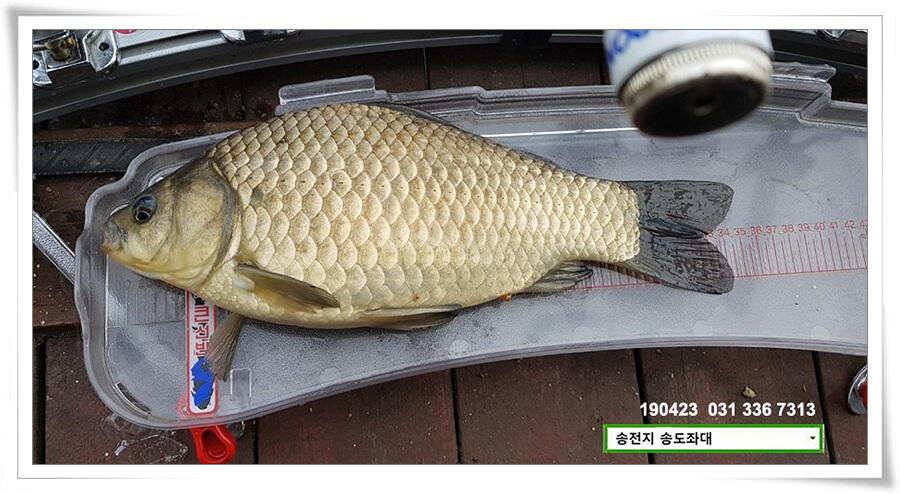 송전지 송도좌대 조황 (유료터정보 - 유료터점주조황)