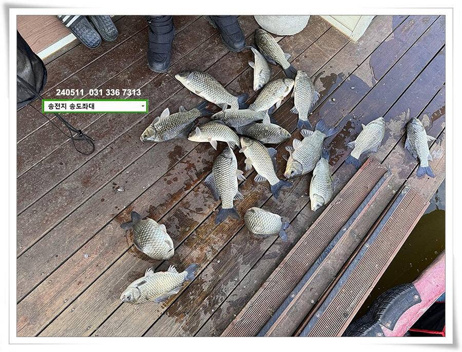 허리급 마릿수 (유료터정보 - 유료터점주조황)