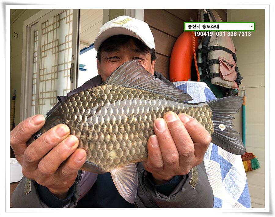 마릿수 드러낸 송도좌대 조황 (유료터정보 - 유료터점주조황)