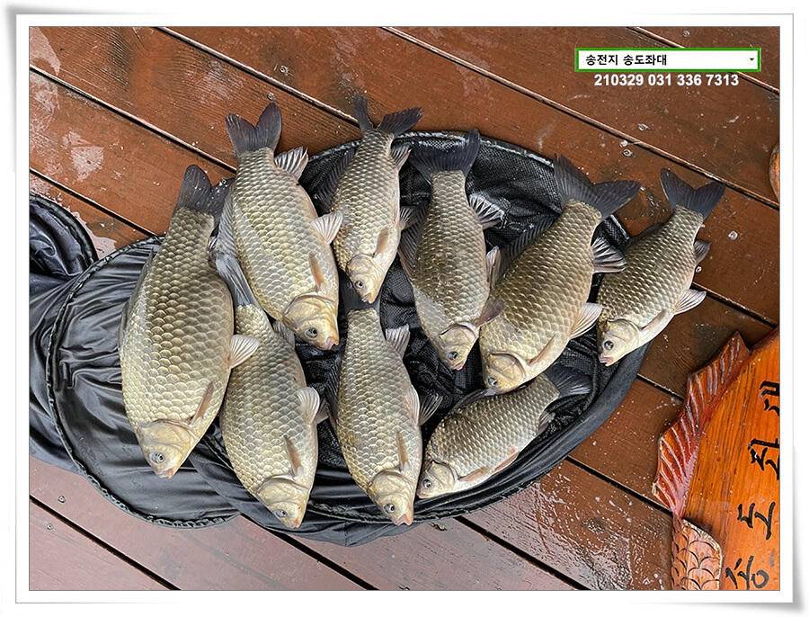 용인 송전지 송도좌대 조황 (유료터정보 - 유료터점주조황)