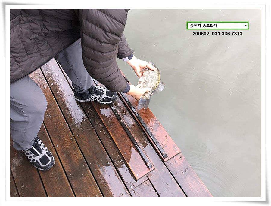 송전지 송도집 좌대 조황 송전낚시터 (유료터정보 - 유료터점주조황)