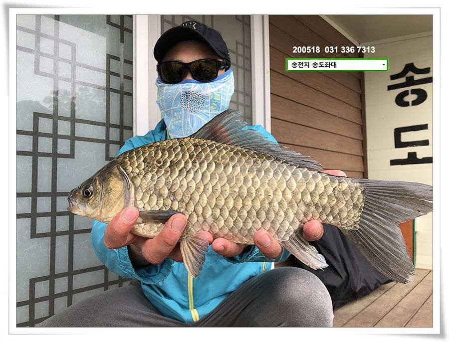 잇는 허리급송전지 송도좌대 조황 (유료터정보 - 유료터점주조황)