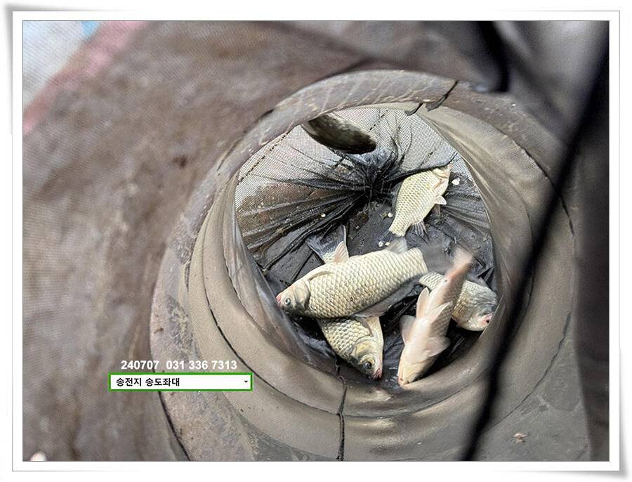 강풍에 허리급 (유료터정보 - 유료터점주조황)