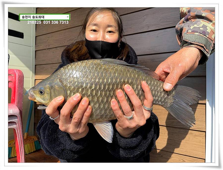 4짜붕어 용인송전지 송도좌대 조황 (유료터정보 - 유료터점주조황)
