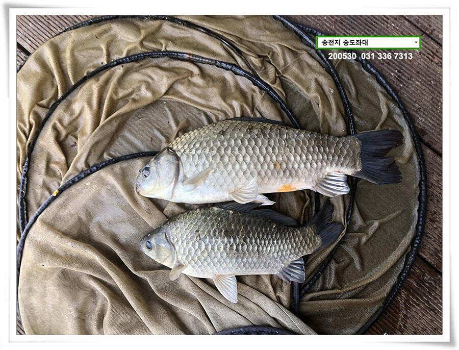 4짜 낚아보기 송전지 송도집 좌대 조황 (유료터정보 - 유료터점주조황)